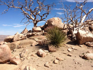 Robert's Desert Hike