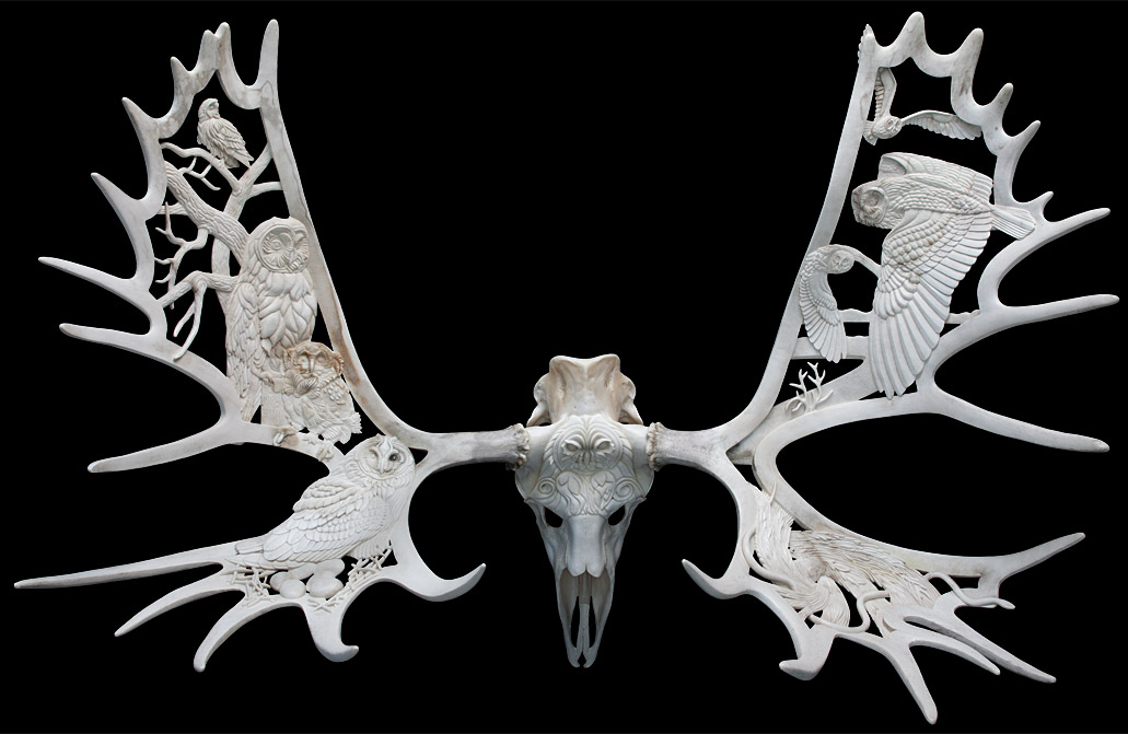 short-eared-parliament-moose-antlers-and-skull